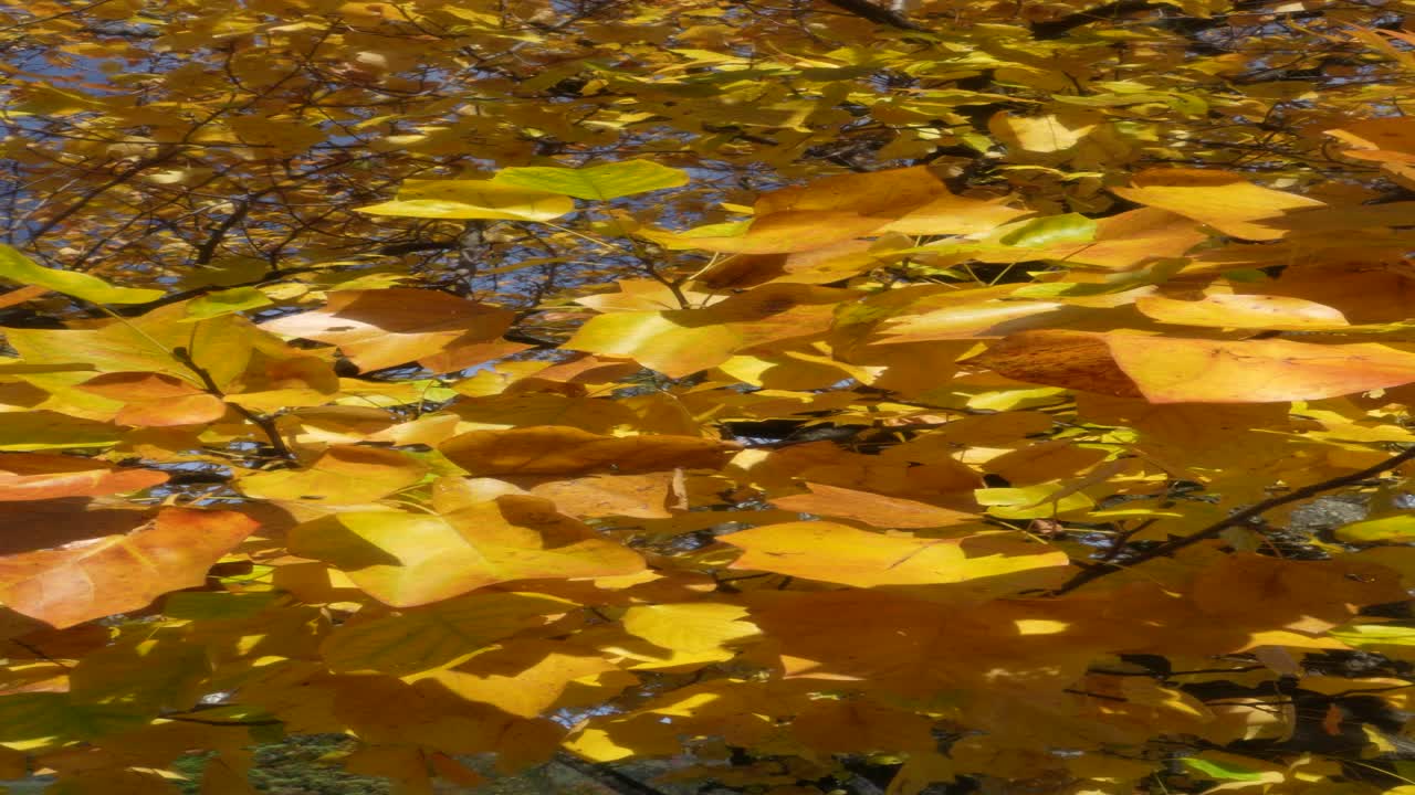 Golden autumn leaves on a tree branch with blue sky, filmed near Walensee, Switzerland
