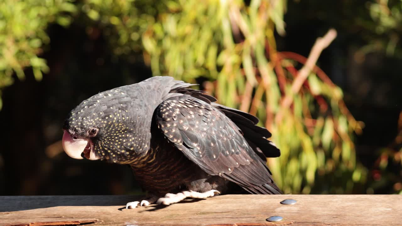 나무 대 위 에 있는 카카투 가 몸 을 정리 하고 상호 작용 하고 있다