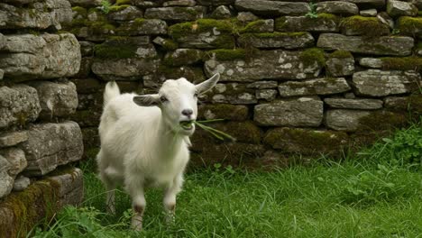 a curious goat enjoying grass in a stone-walled enclosure surrounded by lush greenery, capturing serenity and nature's playfulness