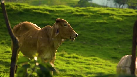 Cows-grazing-in-a-farm-field-Valpareiso,-Colombia