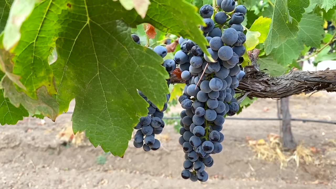 primer plano de uvas en vid, en bodega lista para convertir en vino