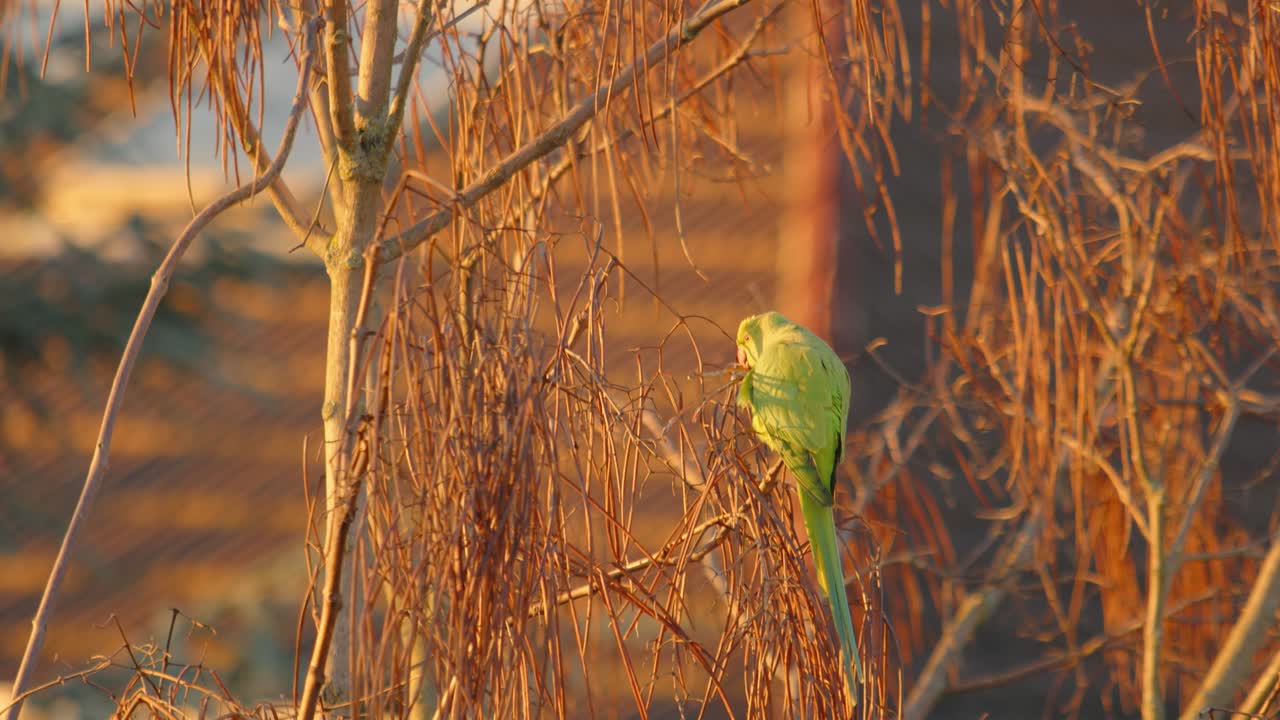 loro de cuello anillado posado en un árbol con una rama en el pico, otro volando hacia el árbol