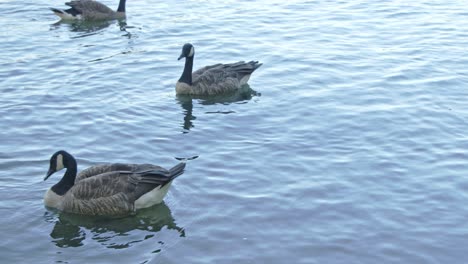 Port-moody-forest,-false-creek-Canada-goose-swimming-on-water-in-the-shadows-4k,-60fps