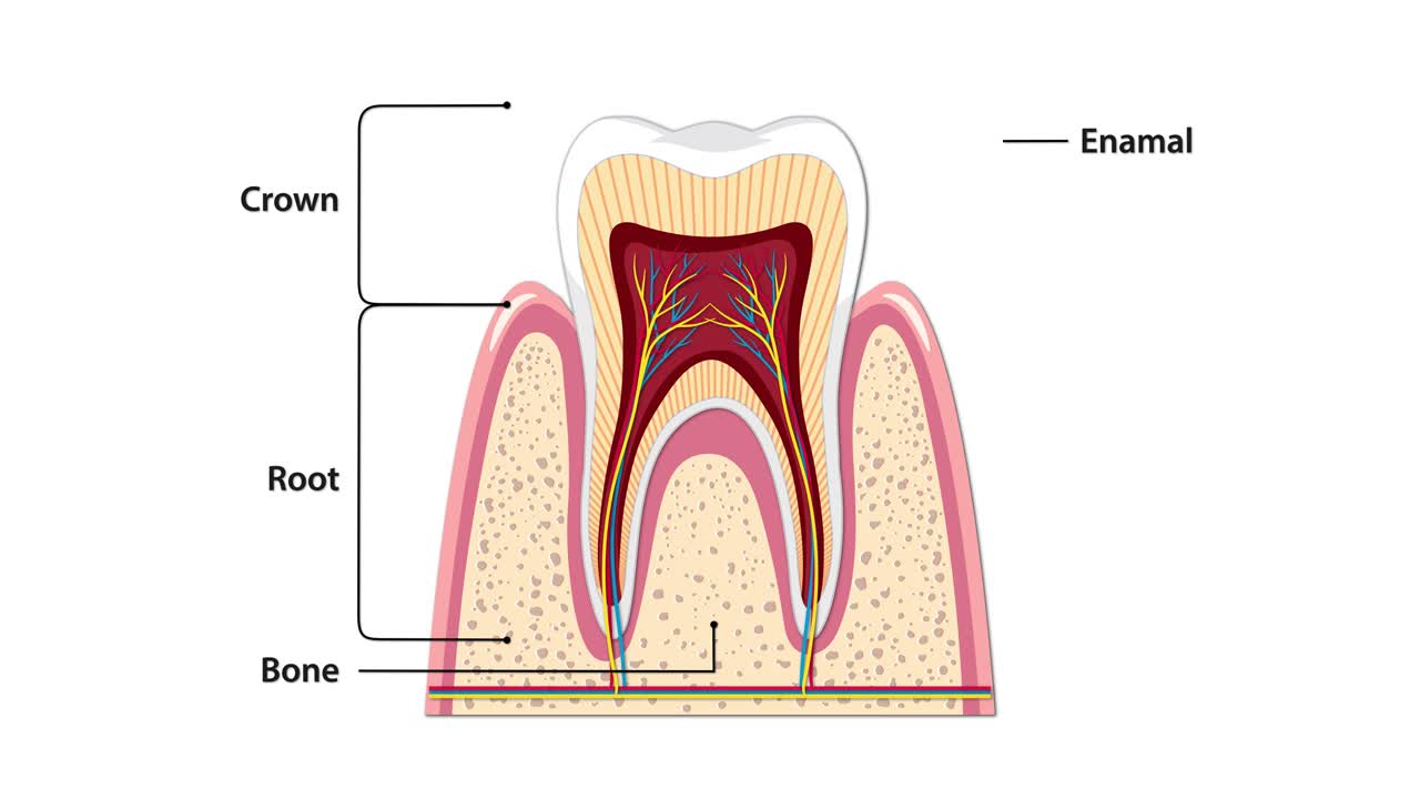 Animated cross-section reveals human tooth layers, gradually labeling crown, root, enamel, dentin, pulp, gum, root canal, and blood vessels with clear vector graphics and smooth transitions