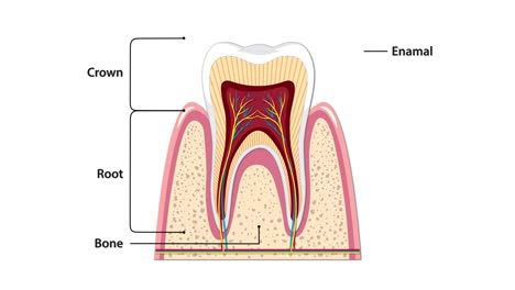 animated cross-section reveals human tooth layers, gradually labeling crown, root, enamel, dentin, pulp, gum, root canal, and blood vessels with clear vector graphics and smooth transitions