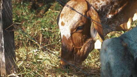 Close-up-shot-of-a-beautiful-cow-eating-pasture-in-nature---Slow-Motion