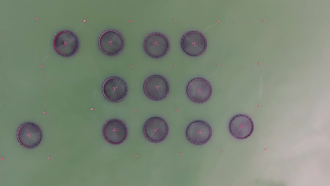 Aerial View of Circular Fish Farming Cages in Open Water