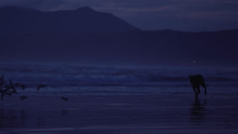 Super-cute-and-happy-dog-terrier-running-towards-a-large-group-of-sandpiper,-snipers,-shorebirds,-curlews-at-the-beach-trying-to-catch-them-but-the-birds-quickly-runs-away-and-the-dogs-looks-at-them