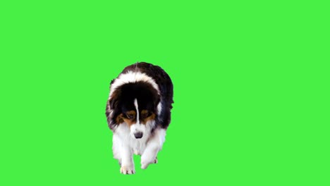 australian shepherd dog walking forward on a green screen, chroma key