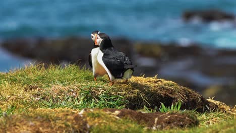 atlantic puffin landing on another one resting on a grassy cliffside, during breeding season in scotland. - closeup shot