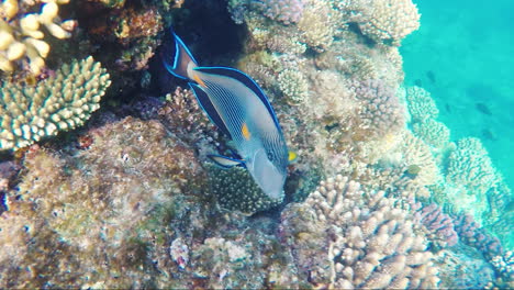 picturesque marine life near the coral reef