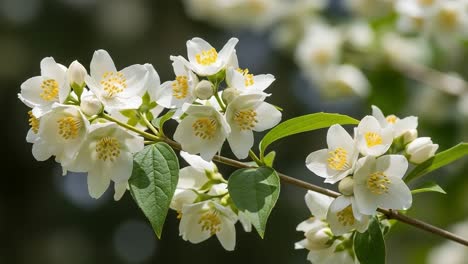 Delicate Cluster of White Flowers with Yellow Stamen Illuminated by Natural Light: A Close-Up of Botanical Beauty and Nature&#039;s Elegance
