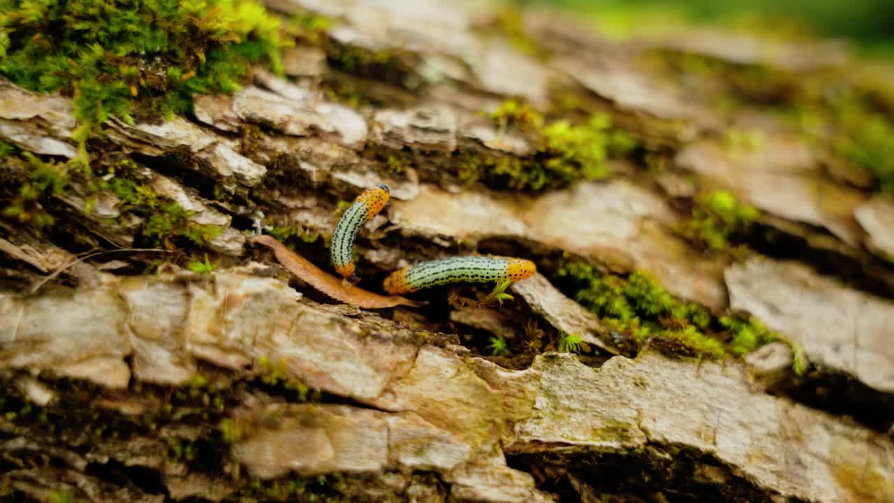 две гусеницы на коре дерева с мхом