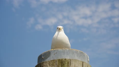 seagull sitting on a pole in the harbour during sunny weather