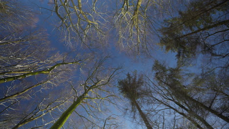 Crisp-winter-woods-bask-in-sunlight,-snow-blankets-the-quiet-forest