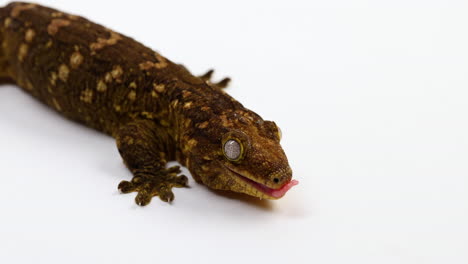 tokay gecko from above isolated on white background - copy space right