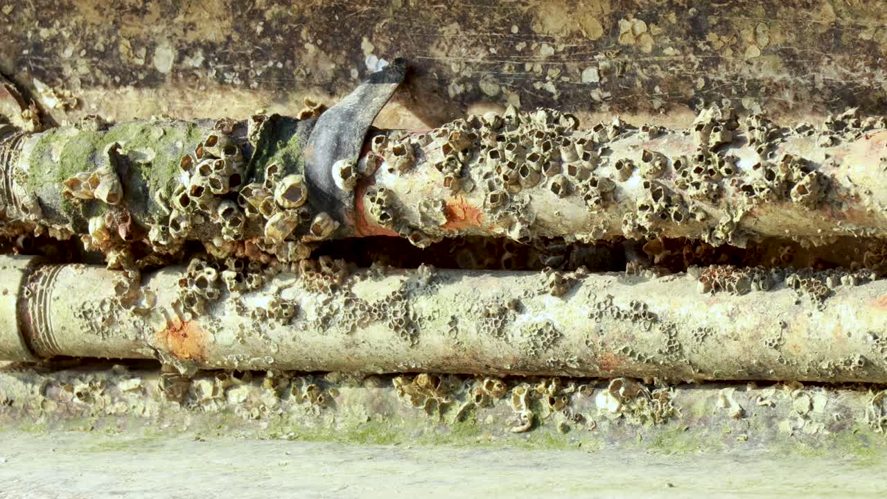 바나클로 인 파이프와 해양 생물의 상호 작용