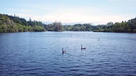 drone shot, flying close to water in a lake towards a group of swan , beautiful scenery