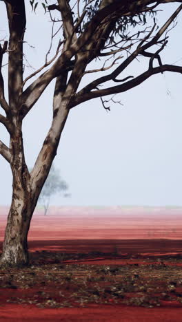 a solitary tree in a red field under a hazy sky