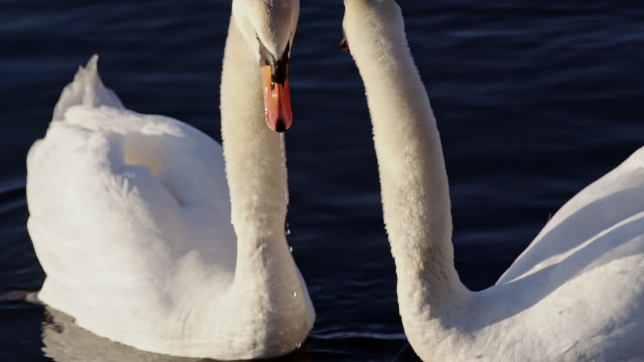 Golden morning light illuminates swans moving in slow motion on a pond