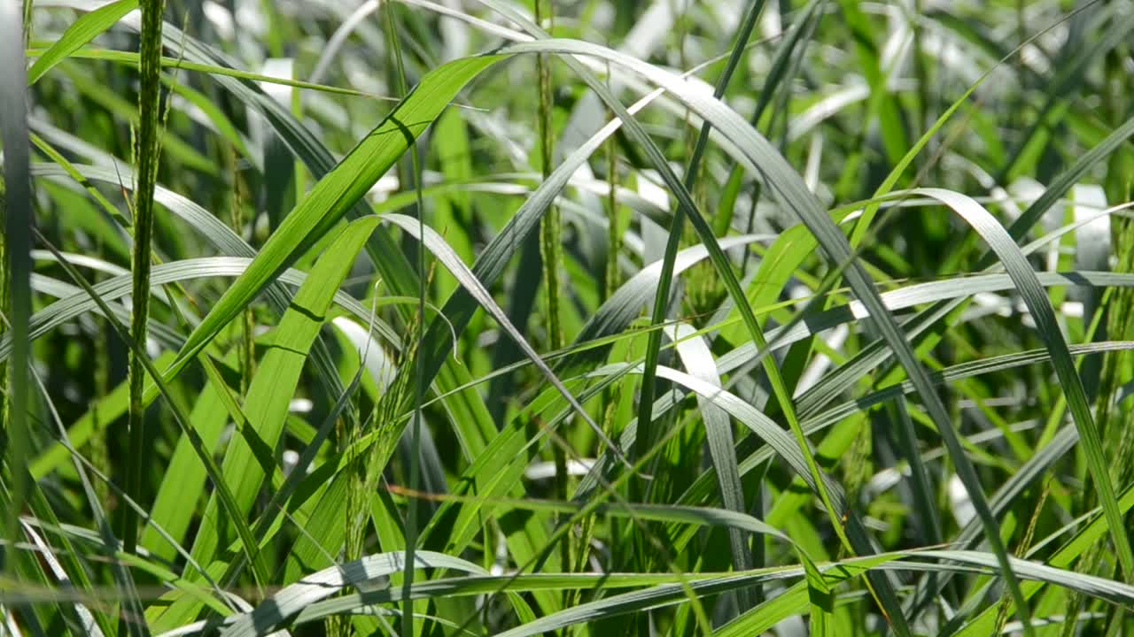 Erba