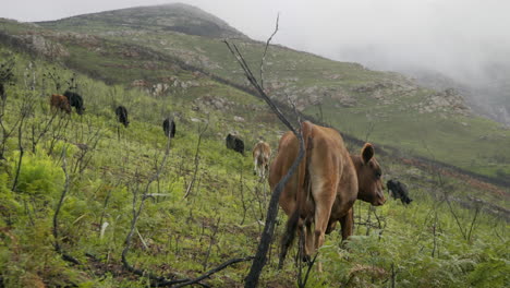 free roaming organic healthy jersey cows