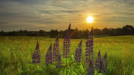 Toma-De-Tiempo-De-Campo-Con-Flores-De-Color-Púrpura-En-Hermosos-Pastizales-A-Lo-Largo-Del-Campo-Rural-Durante-La-Noche