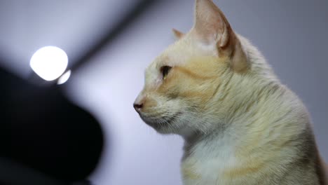 close-up portrait of beautiful ginger cat