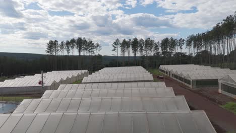 this video shows a vast greenhouse complex in misiones, argentina, dedicated to horticultural production