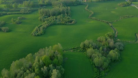 Evergreen-lush-meadow,-Mother-nature,-green-environment,-Poland,-aerial