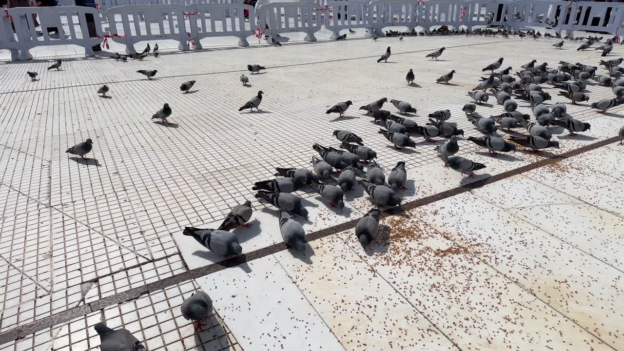 The site of Hazrat Khadija's house in Mecca and the pigeons in it