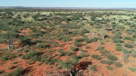 vista aérea de la sabana africana con árboles dispersos y pastos en la arena roja de kalahari, áfrica del sur