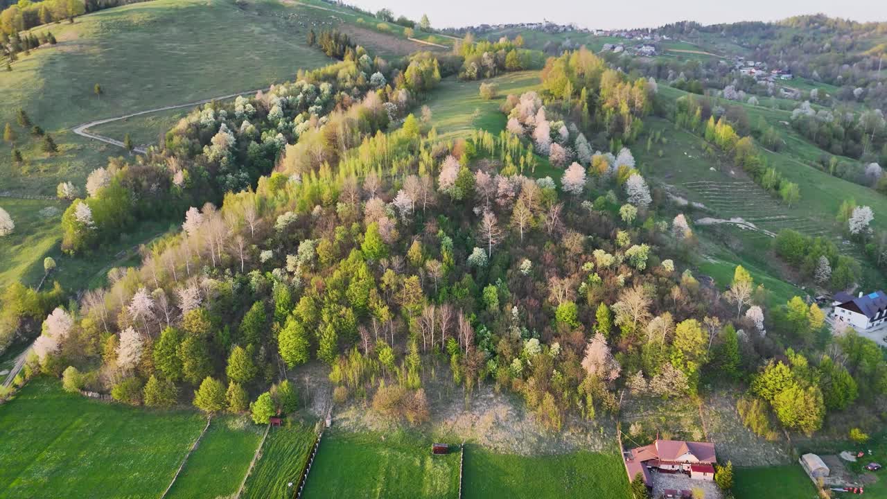 Green hill with blossom trees near Manastirea Humorului Romanian village