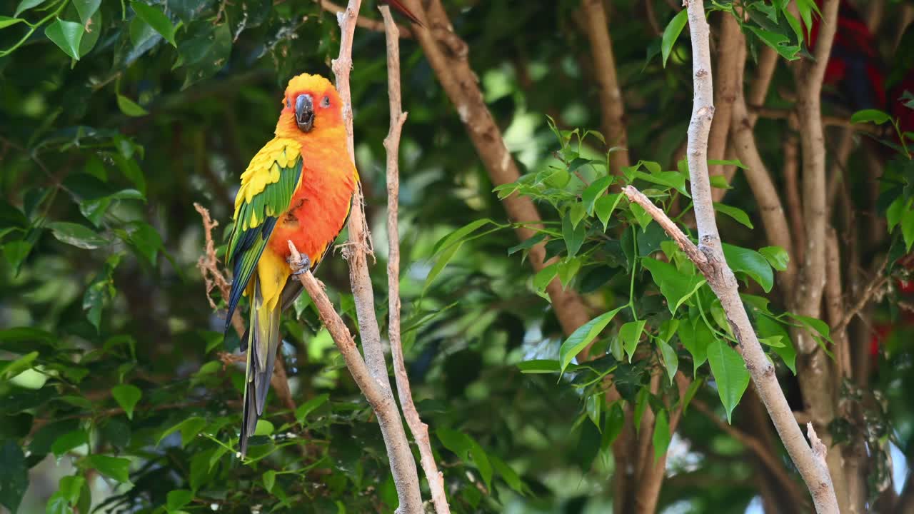 conure solar, perico solar, aratinga solstitiali, imágenes de 4k de un loro encontrado en américa del sur