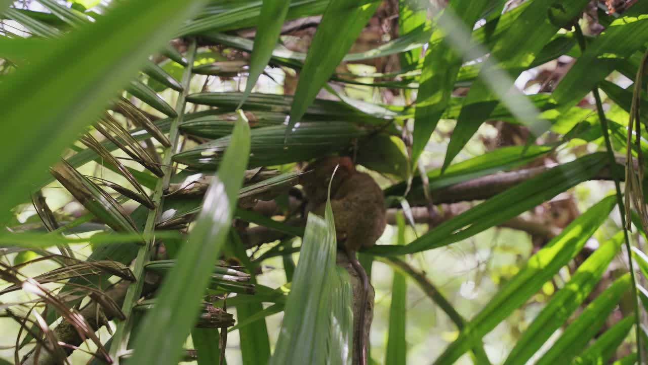 Close-up video capturing the adorable tarsier monkey nestled between lush green trees in the heart of the Philippine jungle, showcasing its wide eyes and delicate features.