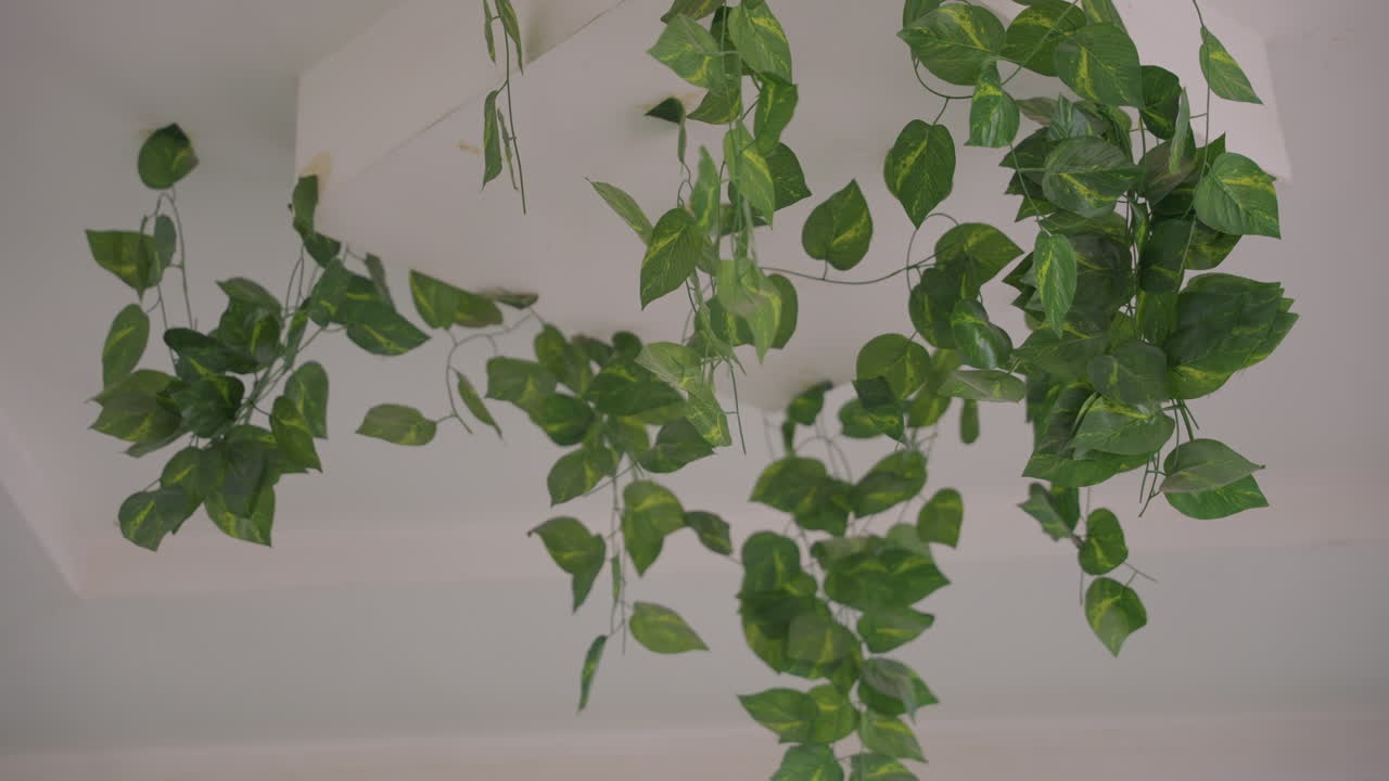Vite verde pendente dal soffitto, fogliame interno sereno che pende da una fioriera, foglie a cascata creano motivi delicati contro il soffitto bianco, un leggero movimento suggerisce una brezza silenziosa, le texture ravvicinate sono visibili.