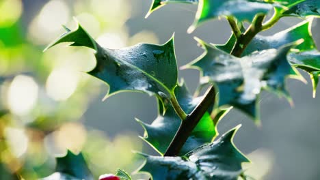 close-up video: holly bush illuminated by morning sun, vivid green leaves shining, and christmas berries glistening with morning dew