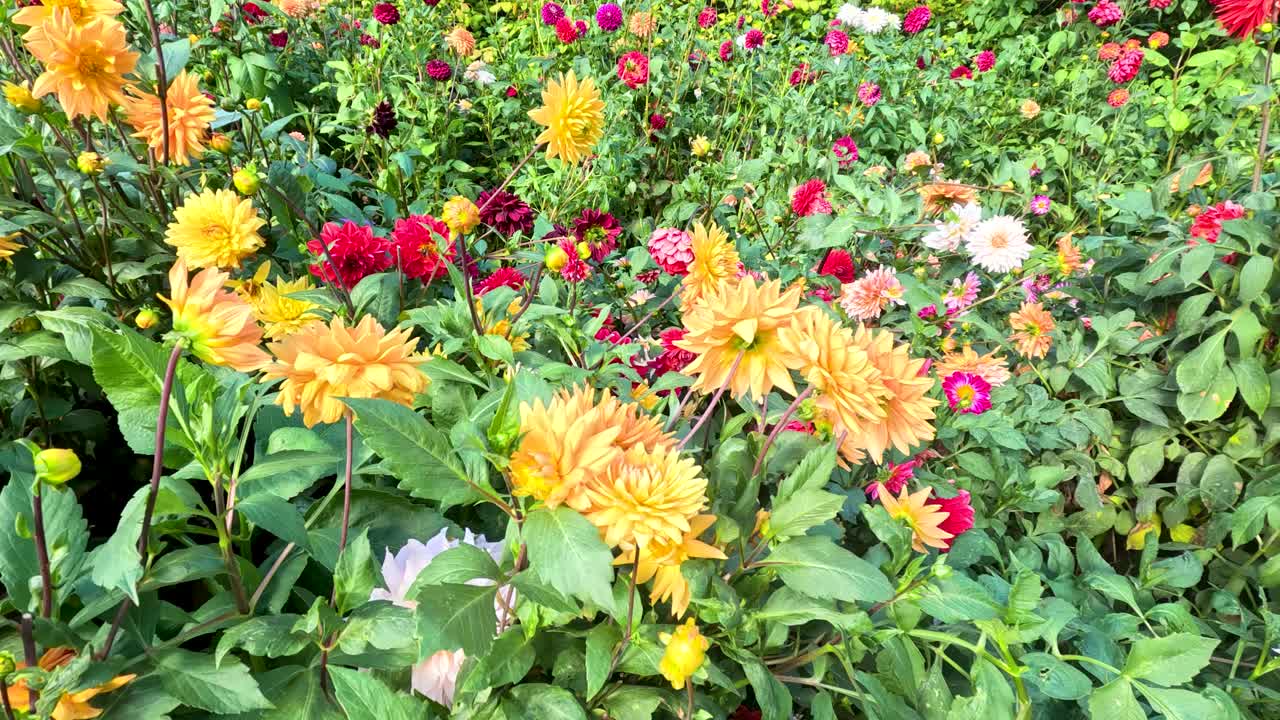 Vibrant dahlias in full bloom sway in a lush garden under bright natural daylight