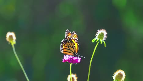 mariposa monarca bebiendo néctar a la luz del sol