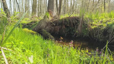 green grass natural park forest and river sunny day established shot