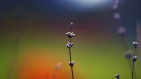 Shallow-Depth-of-Field-Macro-Shot-of-Frozen-Plant-with-Beautiful-Colorful-Background