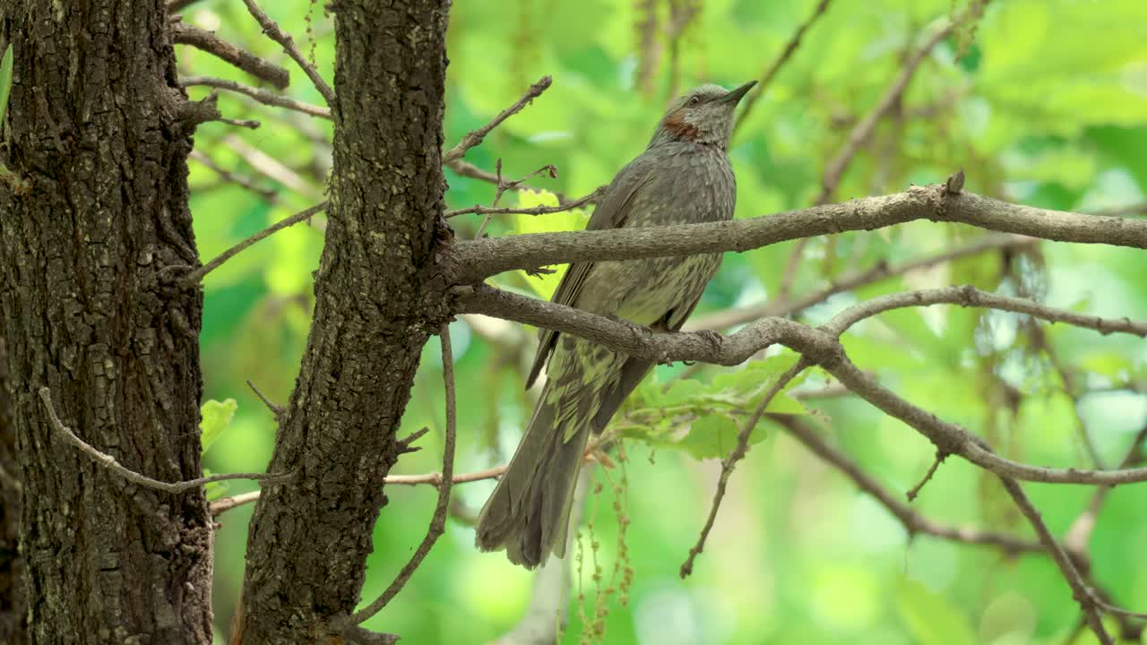 un bulbul de orejas marrones canta posado en la rama de un árbol en el bosque de seúl, corea del sur - primer plano