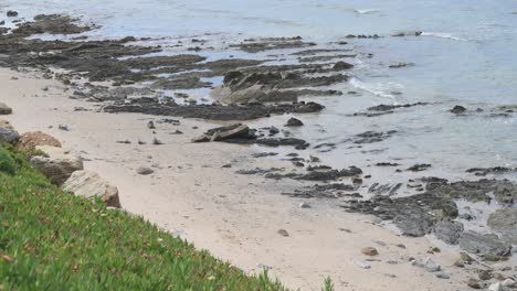 Rocky beach shoreline with green area nearby
