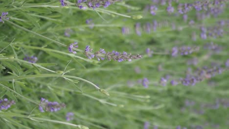 el campo de lavanda