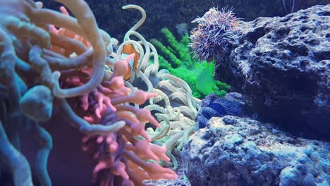 clown fish in aquarium swimming through anemone with other fish in background