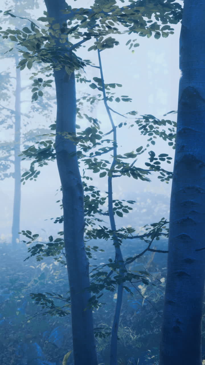Mystical fog envelops a serene forest during early morning light