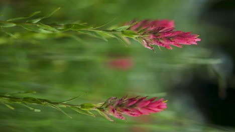 vertical video: pink wildflowers in meadow, shallow depth of field closeup