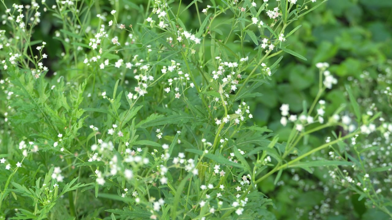パルテニウムの木は非常に有害な植物です