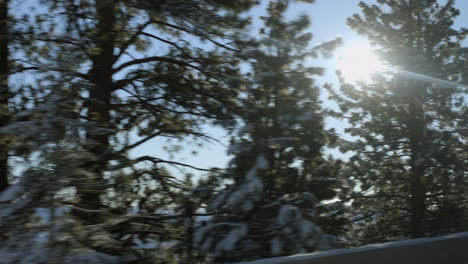 Pov-Pasando-Por-Los-Abetos-De-Douglas-Frente-Al-Sol-Que-Brilla-En-Un-Día-De-Cielo-Azul-En-El-Lago-Tahoe