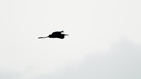 great egret high key silhouette flying amongst clouds in sky in slow motion